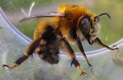 Anthophora retusa